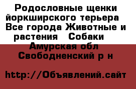 Родословные щенки йоркширского терьера - Все города Животные и растения » Собаки   . Амурская обл.,Свободненский р-н